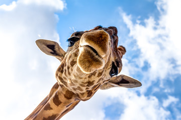 close-up of a giraffe head during a safari trip south africa