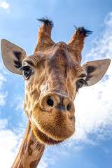 close-up of a giraffe head