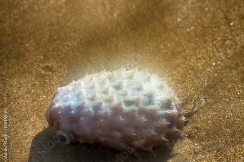 out by sea on beach of tropical fish of amazing shapes and species Poster