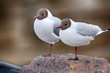 Two black-headed gulls are almost indistinguishable from each other