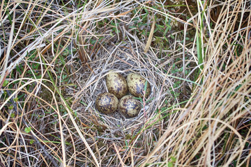 Snipe nest in sedge swamp