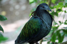Long Hair - Nicobar Pigeon With Shiny Colorful Feathers 