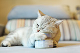 Fototapeta Koty - gray shorthair cat and food can