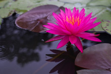 Close Up Beautiful Pink Lotus Flower