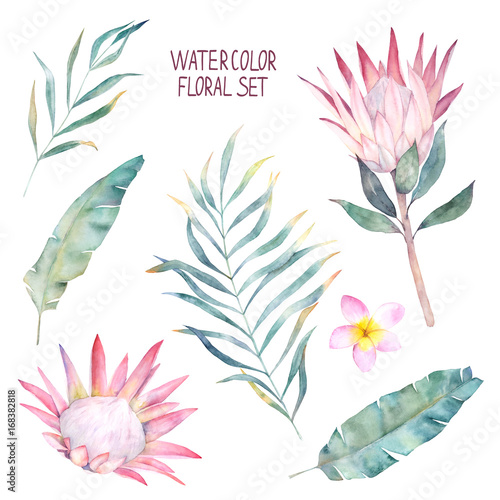 Watercolor elements set. Protea, tropical leaves. Hand drawn illustration