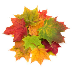 colorful autumn maple leaf isolated on white background