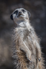 Aufkleber - close three quarter portrait of a meerkat standing leaning slightly back looking upwards upright