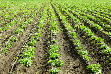 Sticker - Beds of potato bushes on plantation