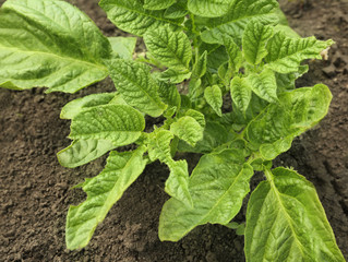 Sticker - Potato bush on plantation