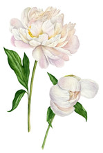 Watercolor Illustration Of A White Peonies With Leaves And Bud. Set Of Floral Elements Isolated On White Background