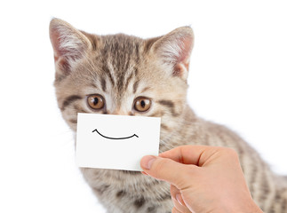 Wall Mural - funny cat portrait with smile on cardboard