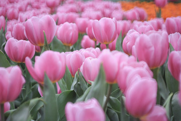 Wall Mural - Beautiful bouquet of tulips