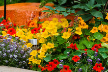 Various Colored Flowers Planted Next To An Orange Tree Stump