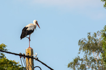 Wall Mural - A storks standing on a electricity pole on one leg