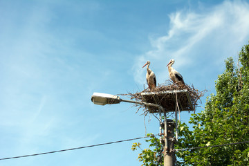 Wall Mural - A couple of storks standing in their nest high on top of the street lamp