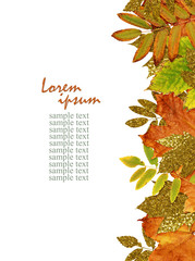 Wall Mural - colorful and golden autumn leaves in border