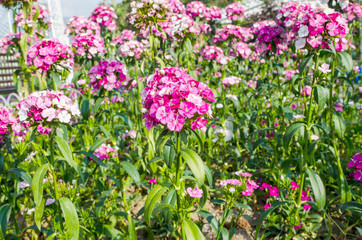 Sweet William Flower in the natural garden