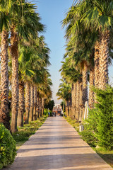 Canvas Print - Tropical palm tree alley at resort