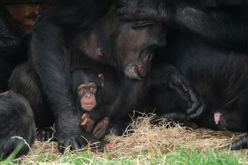 Baby chimpansee