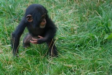 Baby chimpansee