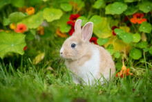 Little Rabbit In The Garden