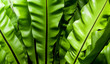 Freshness and big leaves of Bird's nest fern