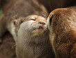 A pair of cuddling Oriental Short Clawed Otters