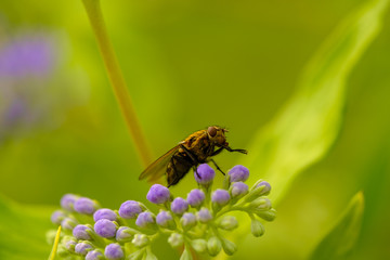 Wild fly detail