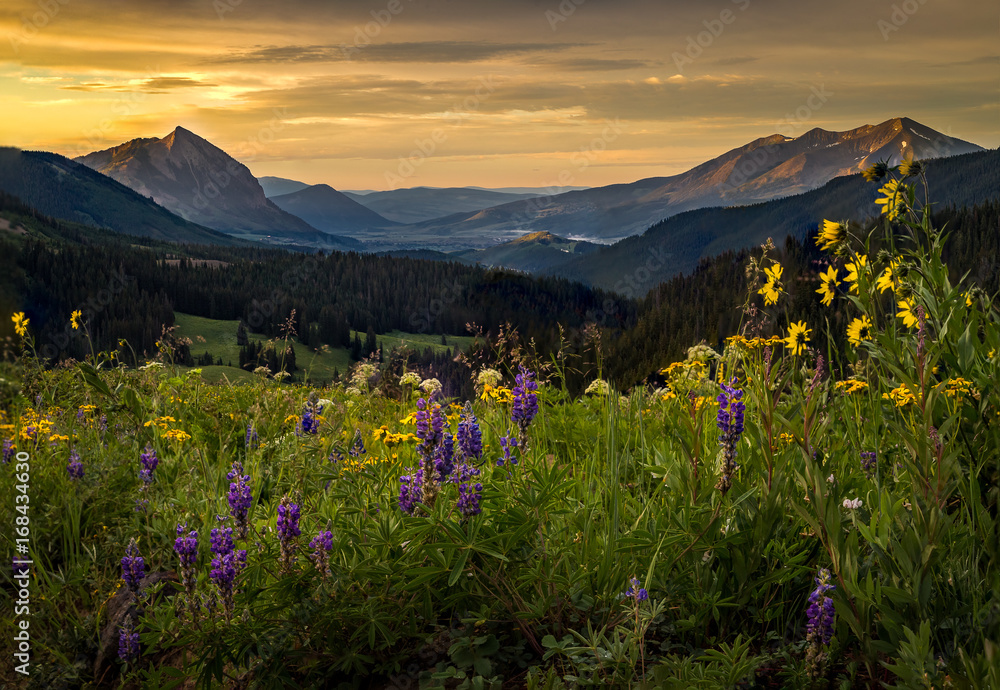 Colorful wildflower field above Crested butte at sunrise - obrazy, fototapety, plakaty 