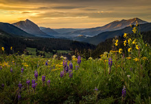 Colorful Wildflower Field Above Crested Butte At Sunrise
