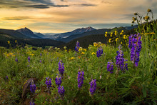 Early Morning Wildflower Field Above Crested Butte