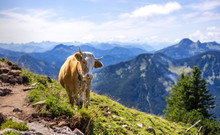 Cow In Front Of Alpine Panorama In Bavaria Cows For Milk Green Grass Chocolate