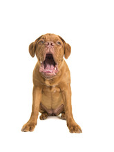 Sitting Bordeaux Dogue Dog With Mouth Open Making A Funny Face Isolated On A White Background