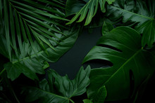 Real Leaves With White Copy Space Background.Tropical Botanical Nature Concept Design.