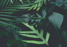 Real Leaves With White Copy Space Background.Tropical Botanical Nature Concept Design.