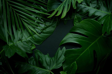 Wall Mural - Real leaves with white copy space background.Tropical Botanical nature concept design.