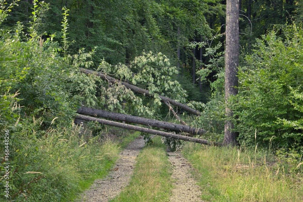 fallen tree across the forest road Stock Photo | Adobe Stock