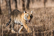 One of Noor cub from Ranthambore National Park, India