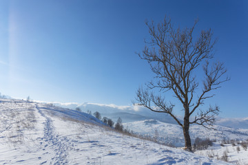 Winter landscape with lots of snow and trees