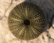 © photosampler - Empty shell of aSea urchin