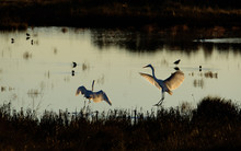 Herons Landing