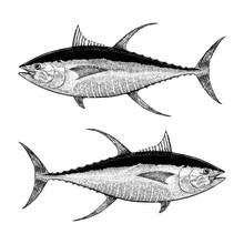 Yellowfin Tuna Illustration