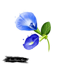 Shankhapushpi Blue Flower Ayurvedic Herb Digital Art Illustration With Text Isolated On White. Healthy Organic Spa Plant Widely Used In Treatment, For Preparation Medicines For Natural Usages