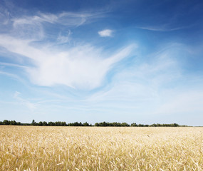 Wall Mural - Rural summer landscape - wheat field and sunflower fields. Fields of wheat and sunflowers, blue sky and space for text.