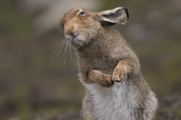 mountain hare