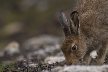 mountain hare