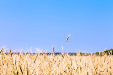 The field of wheat