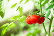 cherry tomatoes on a branch in greenhouse closeup. place for text