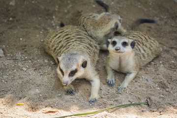 Wall Mural - Image of meerkat or suricate on nature background. Wild Animals.