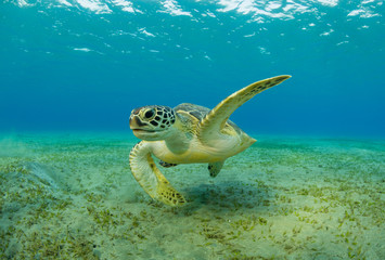 Hawksbill turtle eating sea grass from sandy bottom